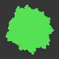 Tall Evergreen Tree with Lush Green Foliage and Full Spreading Branches