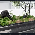 Tranquil Courtyard Garden With Black Rocks Tree Ferns Grass Black Pebbles And Stone Steps