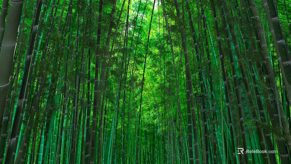 Tall Green Bamboo Forest with Lush Canopy and Sunlight Filtering Through Leaves 3d model 