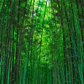 Tall Green Bamboo Forest with Lush Canopy and Sunlight Filtering Through Leaves