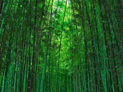 Tall Green Bamboo Forest with Lush Canopy and Sunlight Filtering Through Leaves 3d model