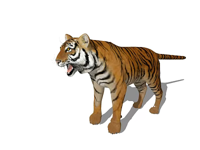 Realistic 3D Tiger Model With Orange Fur Black Stripes Open Mouth Standing Pose White Background 3d model