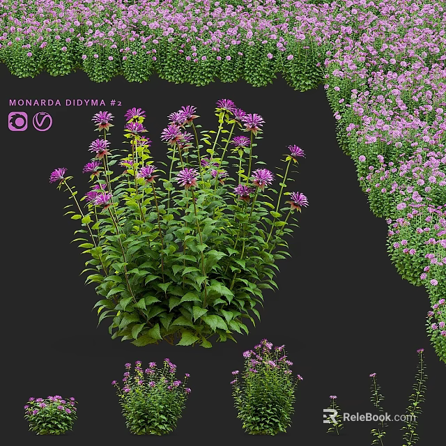 Garden Ornament With Monarda Didyma Purple Flowers And Lush Green Leaves 3d model 