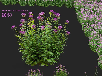 Garden Ornament With Monarda Didyma Purple Flowers And Lush Green Leaves 3d model