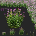 Garden Ornament With Monarda Didyma Purple Flowers And Lush Green Leaves