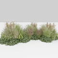 Ornamental Mixed Grasses And Green Foliage For Garden Landscape Decoration With Varied Heights And Textures