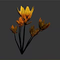 Vibrant Red and Yellow Flower Plant with Petals and Black Stems on Gray Background