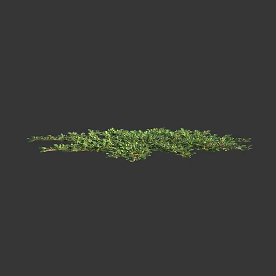 Lush Green Flowering Plants With Dense Foliage And Natural Branches 3d model
