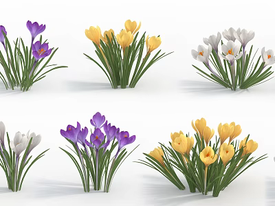Colorful Crocus Flowers in Purple Yellow White with Green Leaves on White Background 3d model