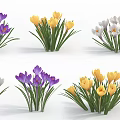 Colorful Crocus Flowers in Purple Yellow White with Green Leaves on White Background