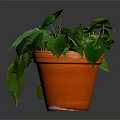 Lush Green Indoor Plant with Heart Shaped Leaves in Orange Terracotta Pot