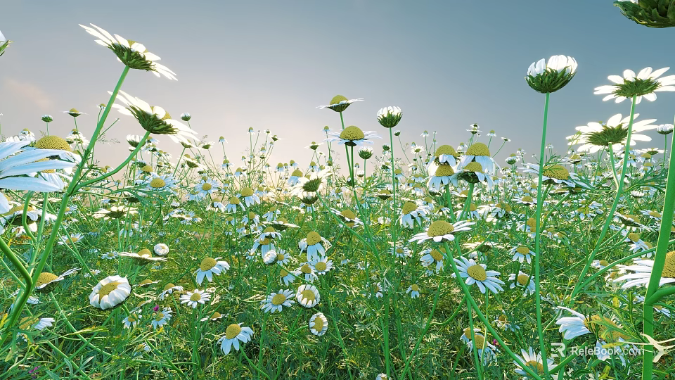 White Daisies Blooming In Grassy Meadow With Blue Sky And Sunlight 3d model 