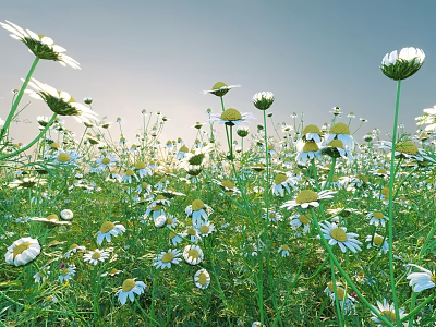 White Daisies Blooming In Grassy Meadow With Blue Sky And Sunlight 3d model