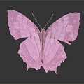 Modern Butterfly Colored Butterfly Tabby Butterfly Leaf Butterfly 3d model