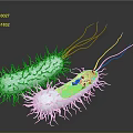 Detailed 3D Illustration of Bacteria Internal Structures With Hair Like Cilia