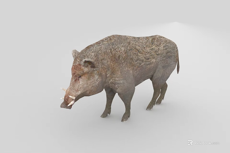 Wild Boar With Rough Fur And Prominent Tusks Standing On White Background 3d model 