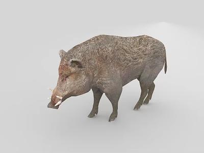 Wild Boar With Rough Fur And Prominent Tusks Standing On White Background 3d model