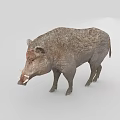 Wild Boar With Rough Fur And Prominent Tusks Standing On White Background