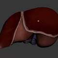 Human Liver Abdominal Organ 3D Rendering Showing Anatomical Structure Details