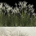 Lush Green Grasses And White Flower Plumes In Modern Tiered White Planters