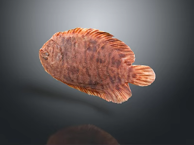 Aquatic Animal Flatfish With Brown Spotted Flat Body Orange Fins On Dark Background With Reflection 3d model