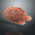 Aquatic Animal Flatfish With Brown Spotted Flat Body Orange Fins On Dark Background With Reflection
