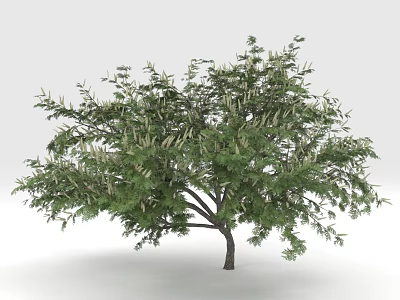 Lush Green Arbor With Dense Foliage And Slender Trunk For Landscape Decoration 3d model