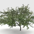 Lush Green Arbor With Dense Foliage And Slender Trunk For Landscape Decoration
