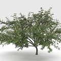 acacia tree trees plants 3d model