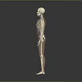 Realistic Human Skeleton Model with Blue Internal Structures and Gray Gradient Background