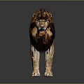 Standing Lion With Brown And Black Mane 3D Render On Gray Background With Reflective Surface