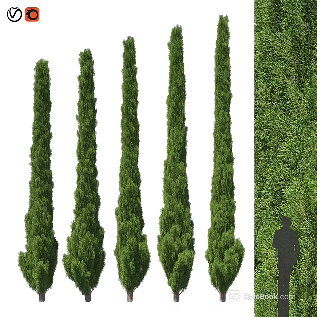 Decorative Plant Arrangement Featuring Tall Green Columnar Trees Lush Plant Wall With Human Silhouette 3d model 