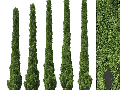 Decorative Plant Arrangement Featuring Tall Green Columnar Trees Lush Plant Wall With Human Silhouette 3d model