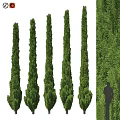 Decorative Plant Arrangement Featuring Tall Green Columnar Trees Lush Plant Wall With Human Silhouette