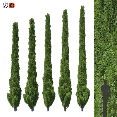 Decorative Plant Arrangement Featuring Tall Green Columnar Trees Lush Plant Wall With Human Silhouette 3d model