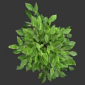 Lush Green Potted Plant With Dense Foliage In Black Plastic Pot