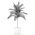 Potted Palm Plant with Lush Green Fronds in Black Square Planter