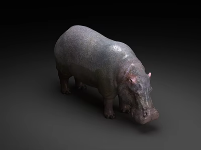 Hippopotamus 3D Rendering With Gray Skin And Wet Appearance On Dark Background 3d model