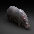 Hippopotamus 3D Rendering With Gray Skin And Wet Appearance On Dark Background