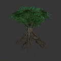 Green Leafy Tree With Exposed Brown Roots And Unique Natural Shape