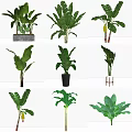 Various Potted Plants With Green Leaves And Different Style Pots For Home Decor
