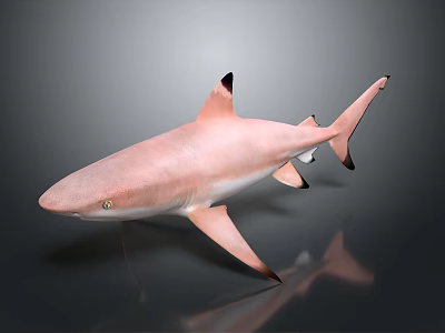 Pink Shark with Black Fins on Gray Background and Reflection 3d model