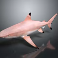 Pink Shark with Black Fins on Gray Background and Reflection 3d model