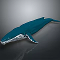 Blue Whale Marine Animal With Deep Blue Color And Smooth Surface Isolated On Gray Background