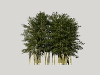 Tall Bamboo Trees With Lush Green Leaves And Slender Trunks Growing Together 3d model