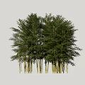 Tall Bamboo Trees With Lush Green Leaves And Slender Trunks Growing Together