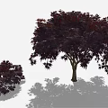 Crimson Leaf Maple Tree With Brown Trunk And Smaller Companion Plant