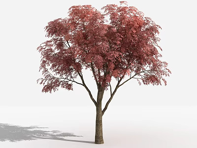 Red Leaf Tree With Brown Trunk And Lush Foliage In White Background 3d model