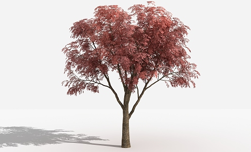 Modern tree Chinese chinensis 3d model