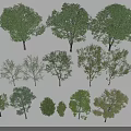 Various Green Arbor Trees With Different Sizes Heights And Foliage Shapes 3d model
